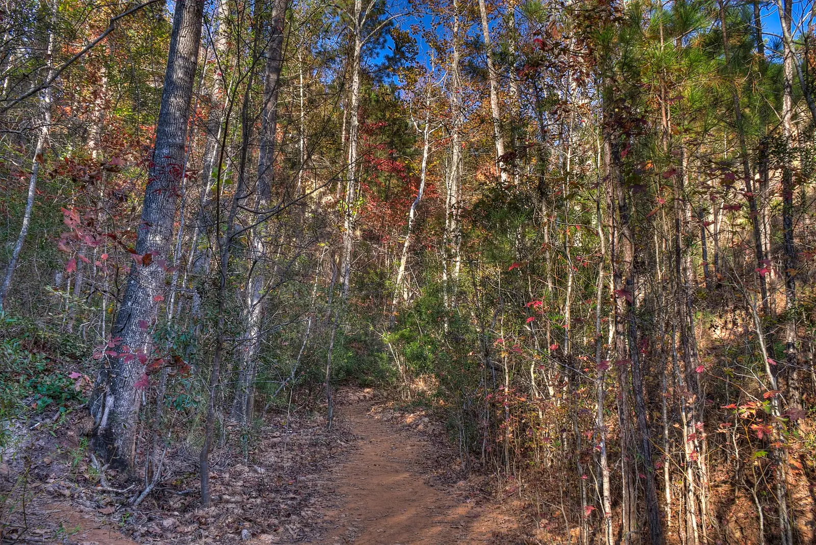 detail of trees (canyon 2) — Providence Canyon State Park