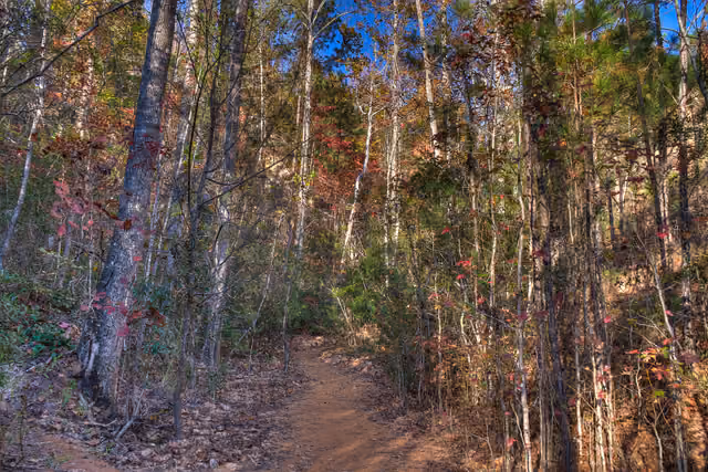 detail of trees (canyon 2) — Providence Canyon State Park
