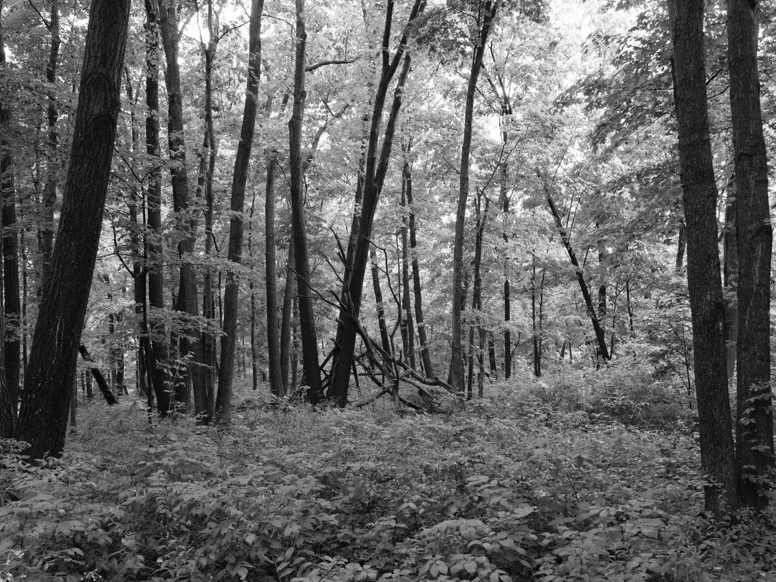 Public Lands Institute - Maquoketa Caves State Park -