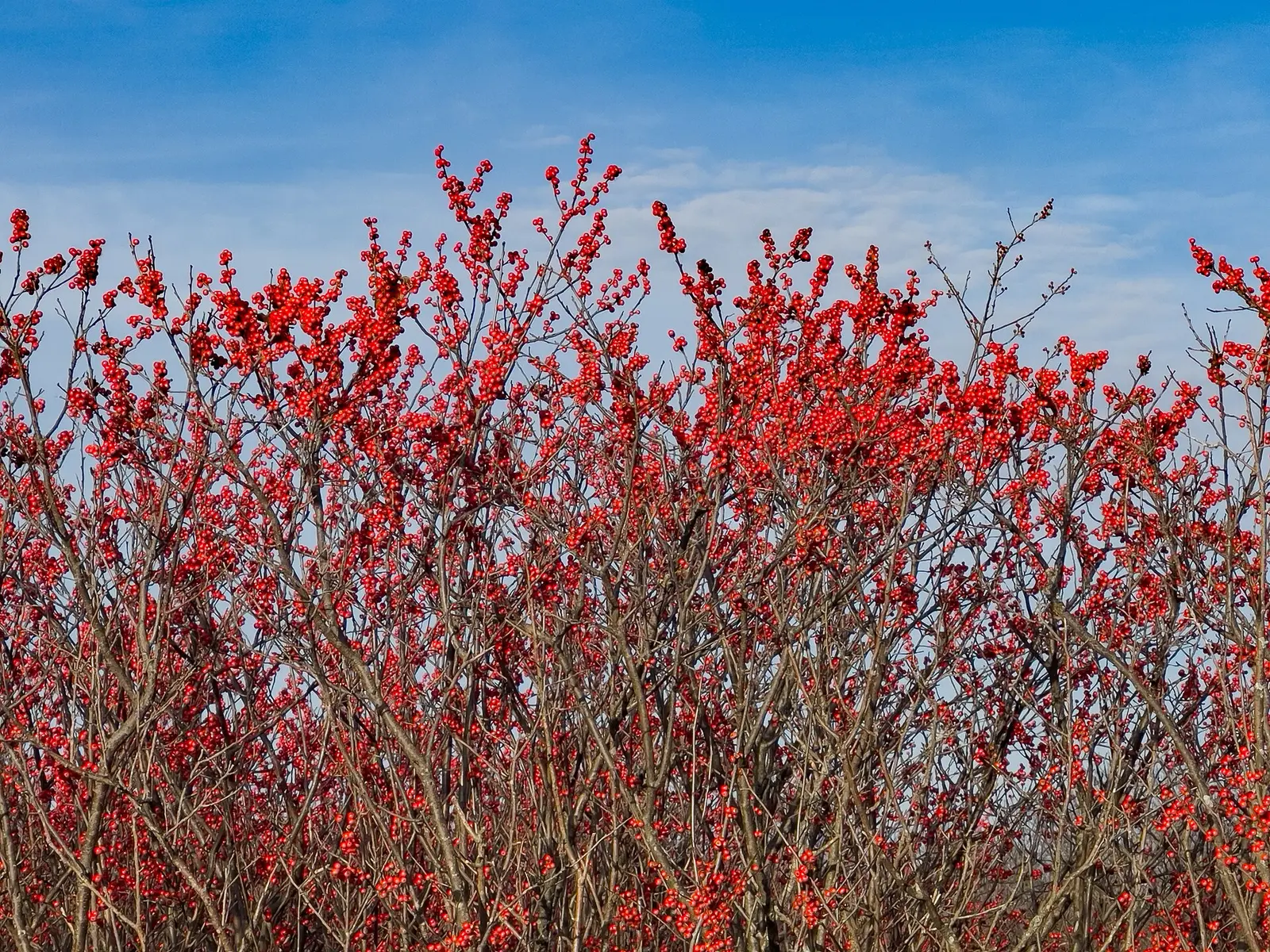 Winterberry Holly Volo Bog Illinois November -