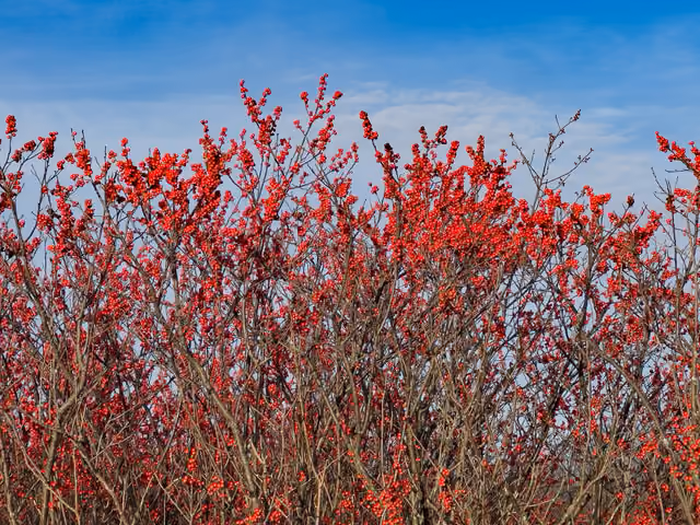 Winterberry Holly Volo Bog Illinois November -