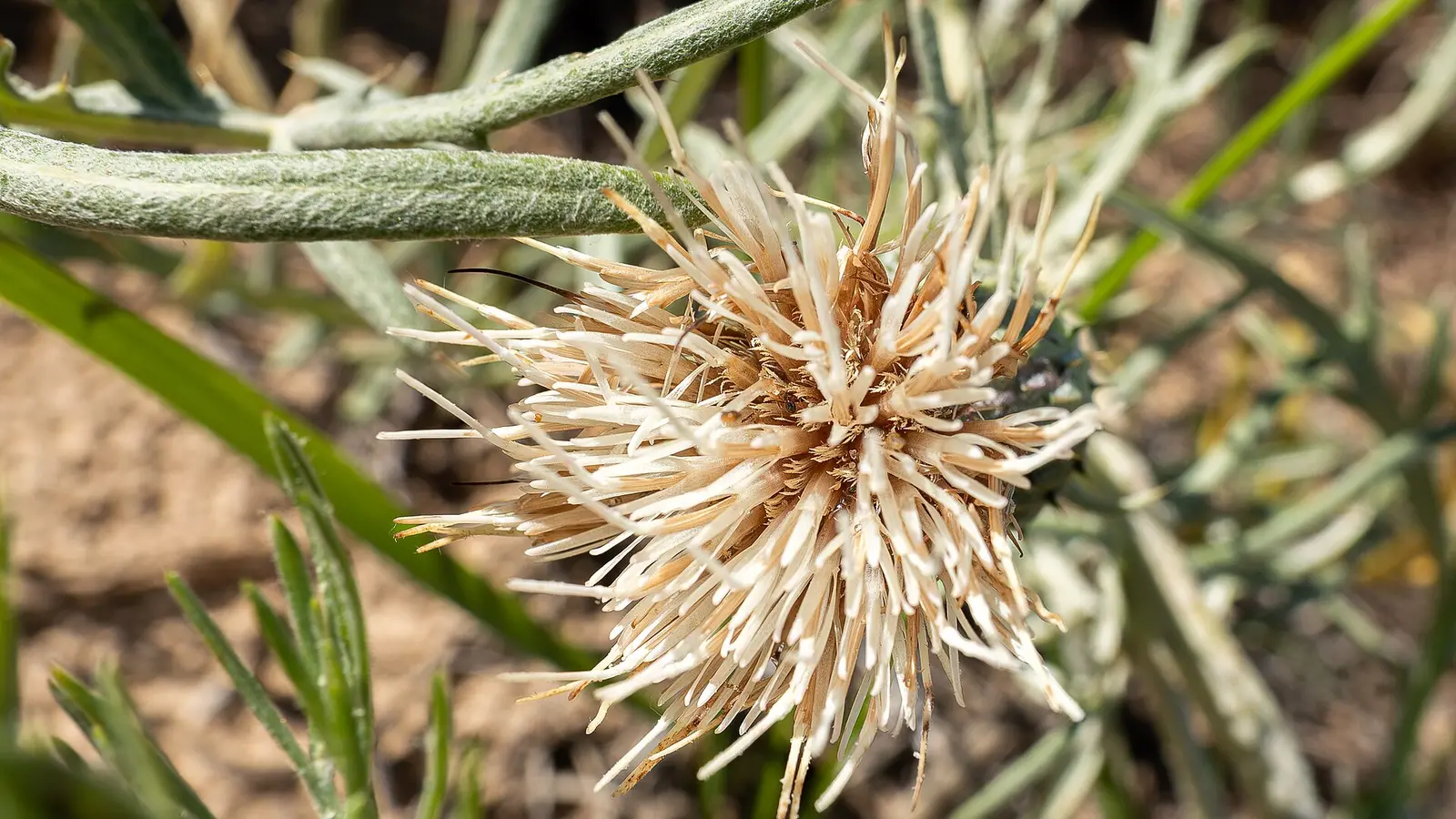 Pitcher’s thistle is a native thistle that grows on the open sand dunes and low open beach ridges along the shorelines of Lakes…