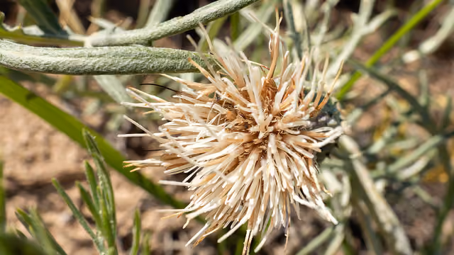 Pitcher’s thistle is a native thistle that grows on the open sand dunes and low open beach ridges along the shorelines of Lakes…