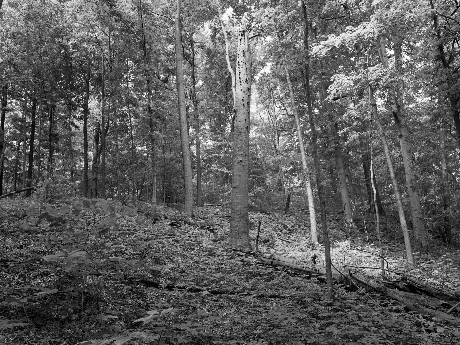 Photograph by the Public Lands Institute — Shades State Park