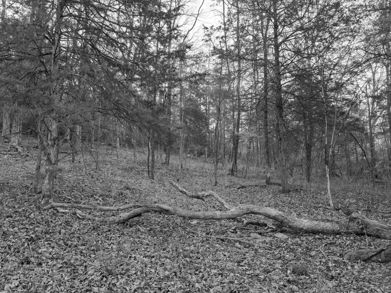 Public Lands Institute - Big Bone Lick State Historic Site -