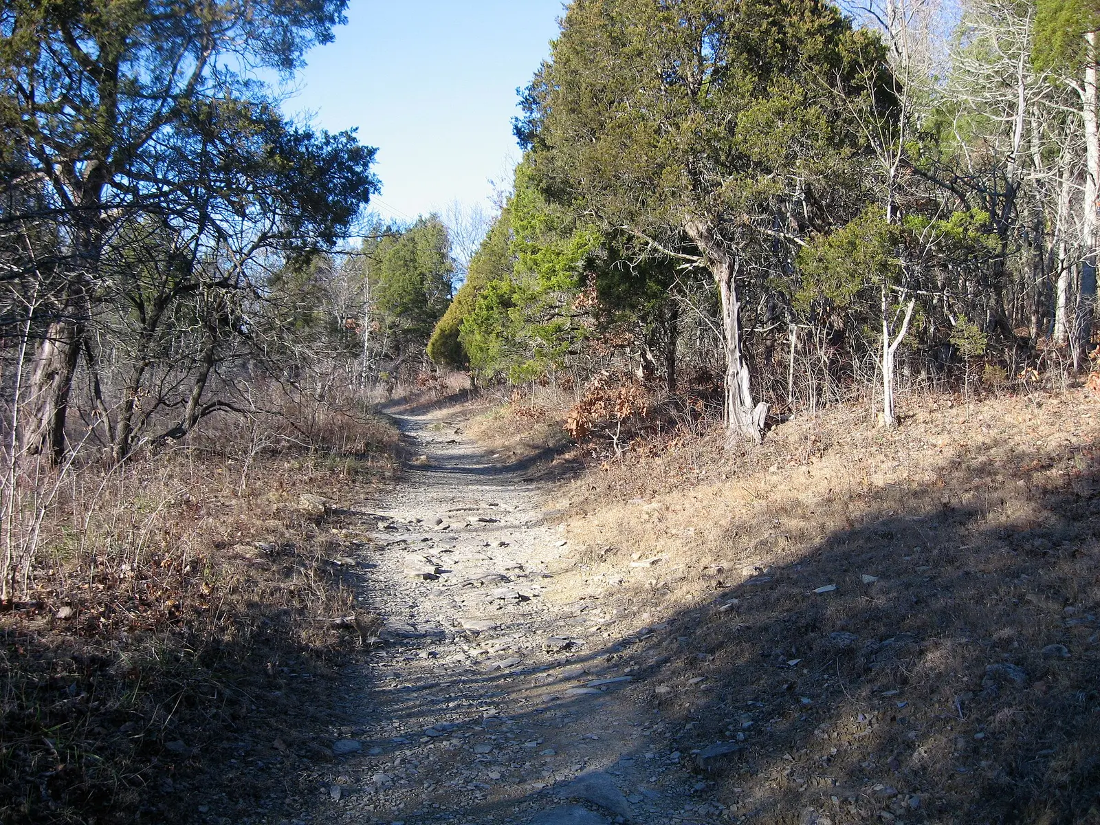 Trail along the Blue Licks cedar glade , Robertson County, Kentucky
