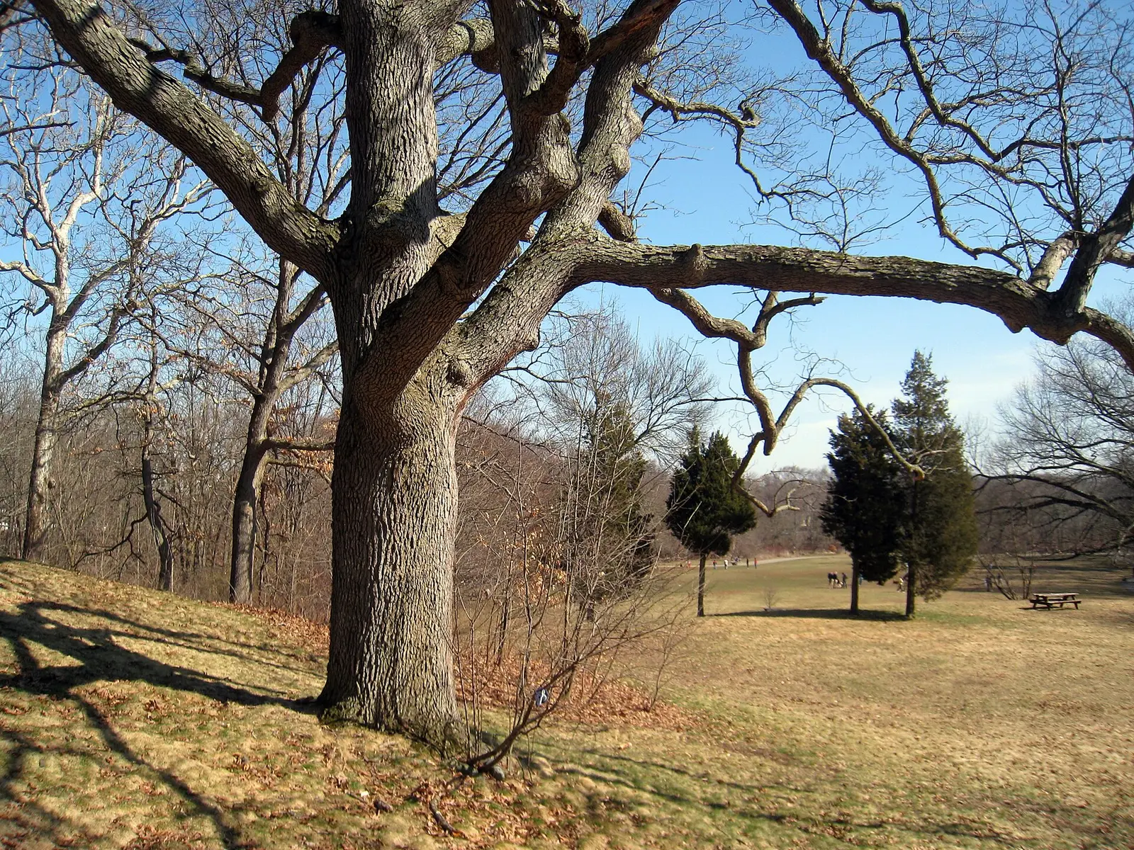 Waverly Oaks, part of Beaver Brook Reservation in Belmont and Waltham, Massachusetts, USA