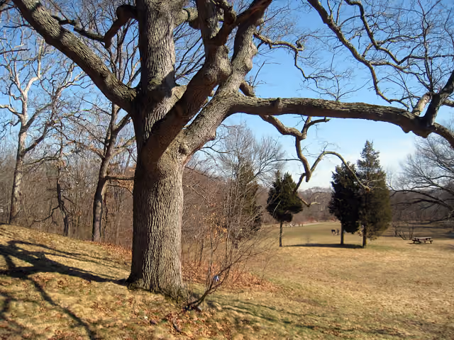 Waverly Oaks, part of Beaver Brook Reservation in Belmont and Waltham, Massachusetts, USA