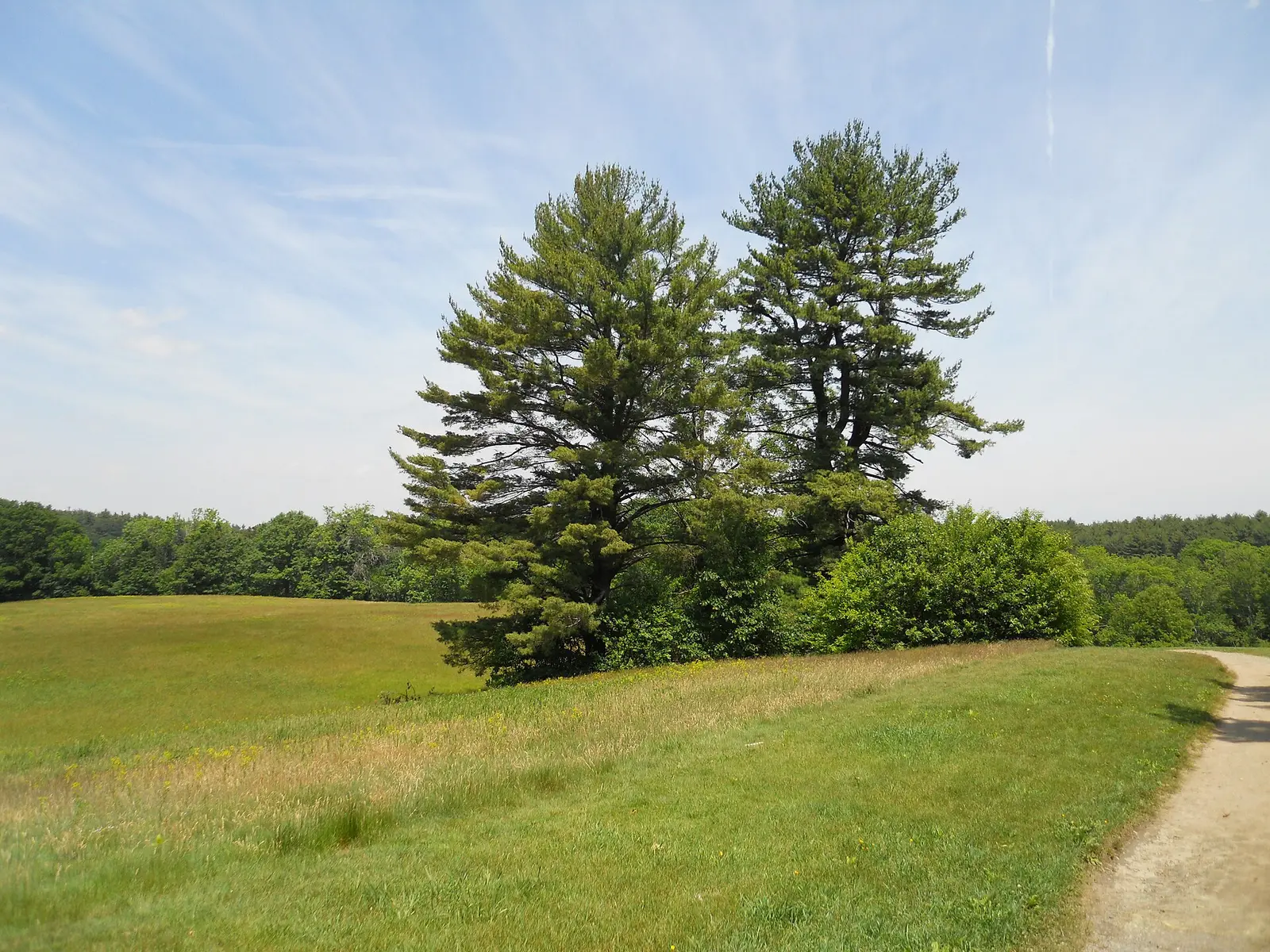 Pinus strobus, Maudslay State Park, Newburyport, Massachusetts