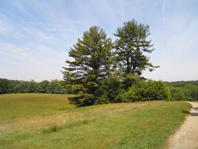 Pinus strobus, Maudslay State Park, Newburyport, Massachusetts