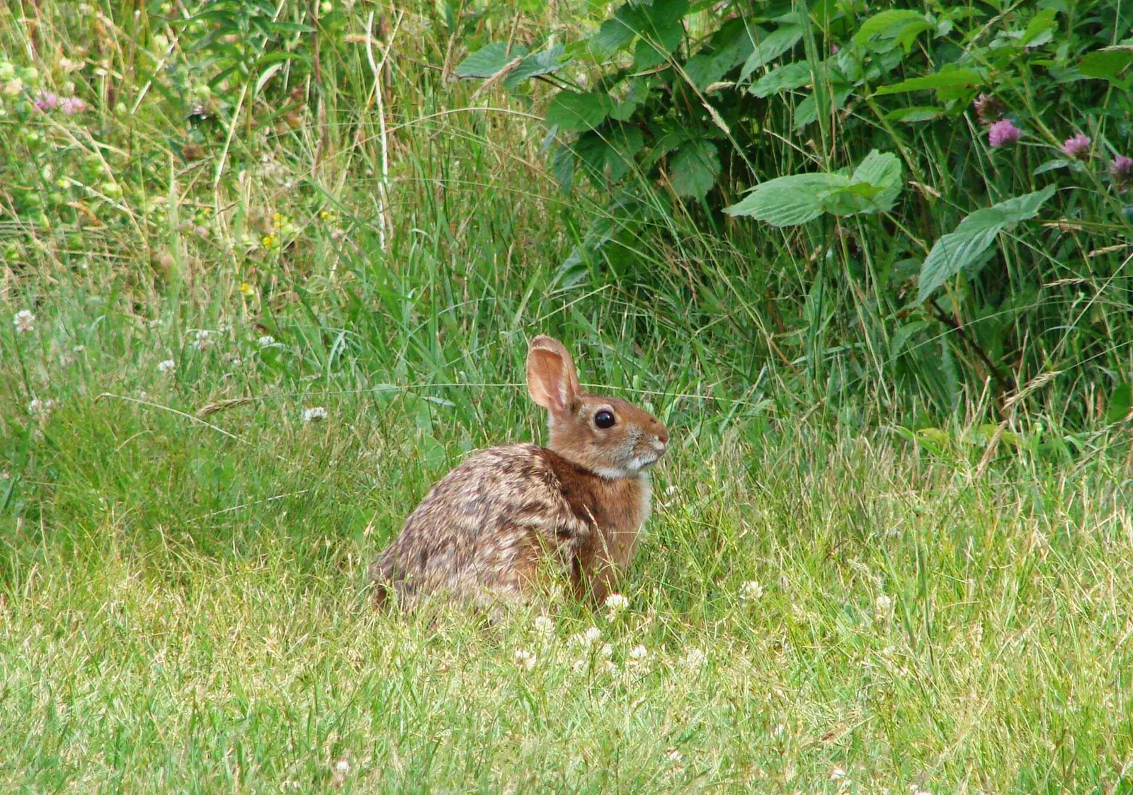 New England cottontail at Crescent Beach State Park, ME