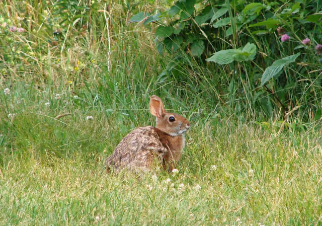 New England cottontail at Crescent Beach State Park, ME