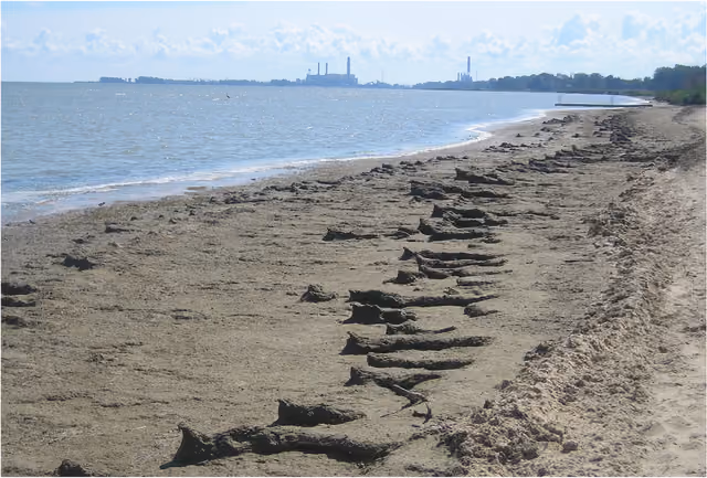 Saginaw Bay shoreline muck. Bay City Park