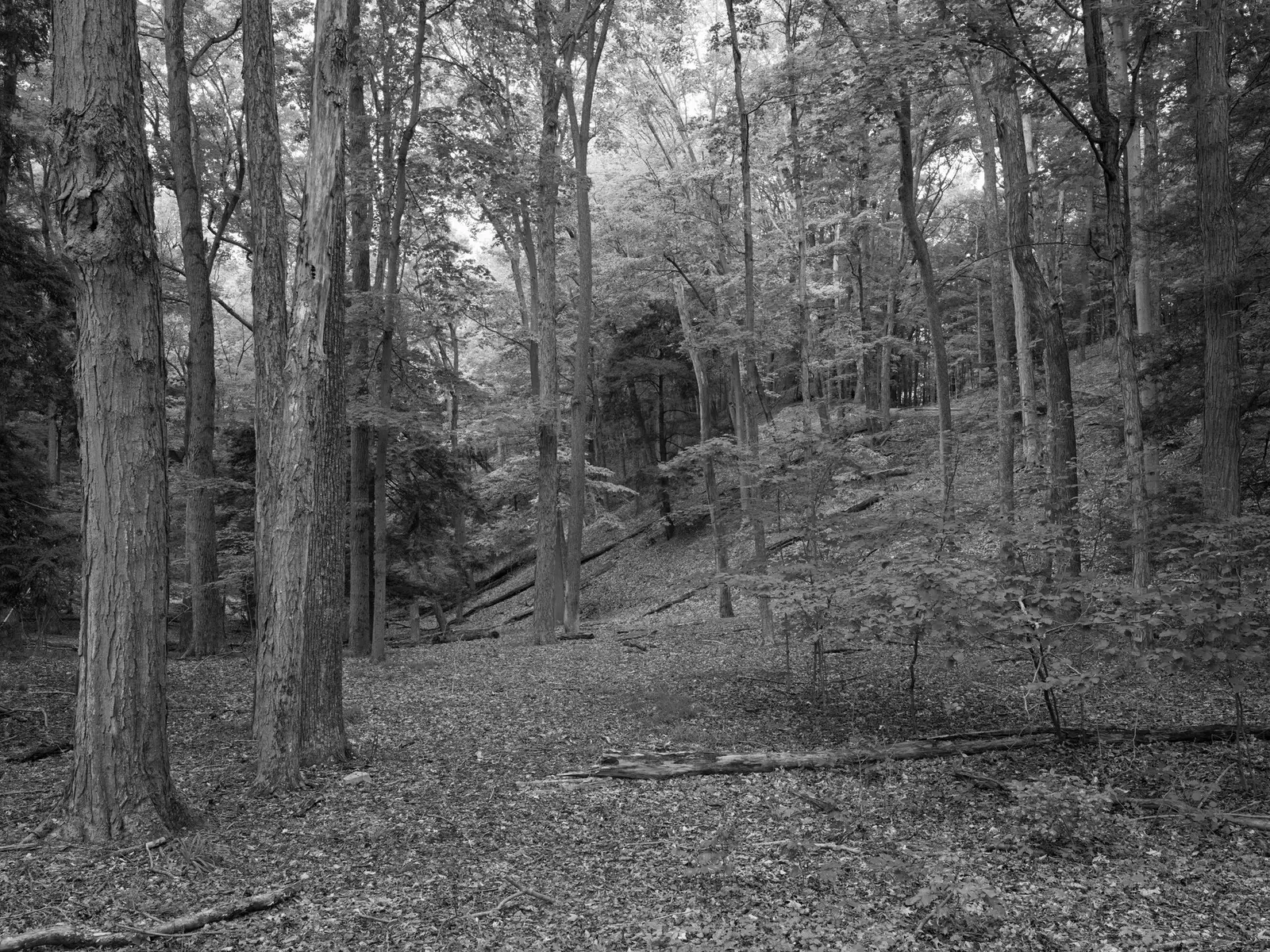 Photograph by the Public Lands Institute — Saugatuck Dunes State Park