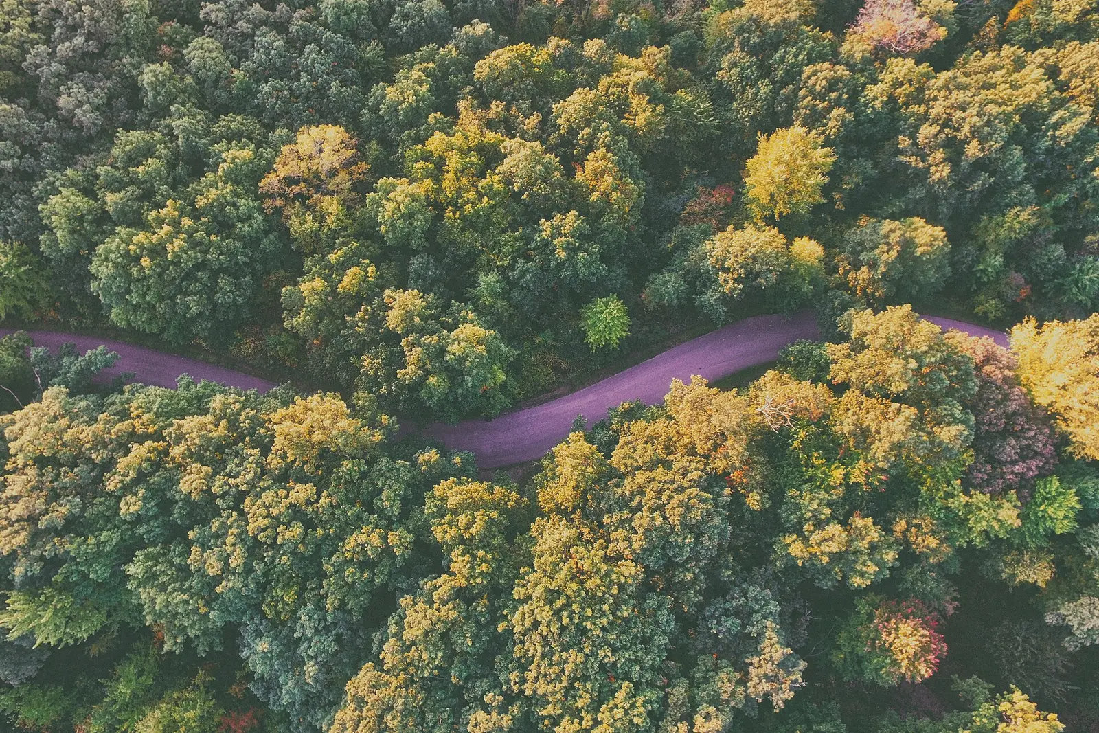Purple road (Unsplash) — Seven Lakes State Park