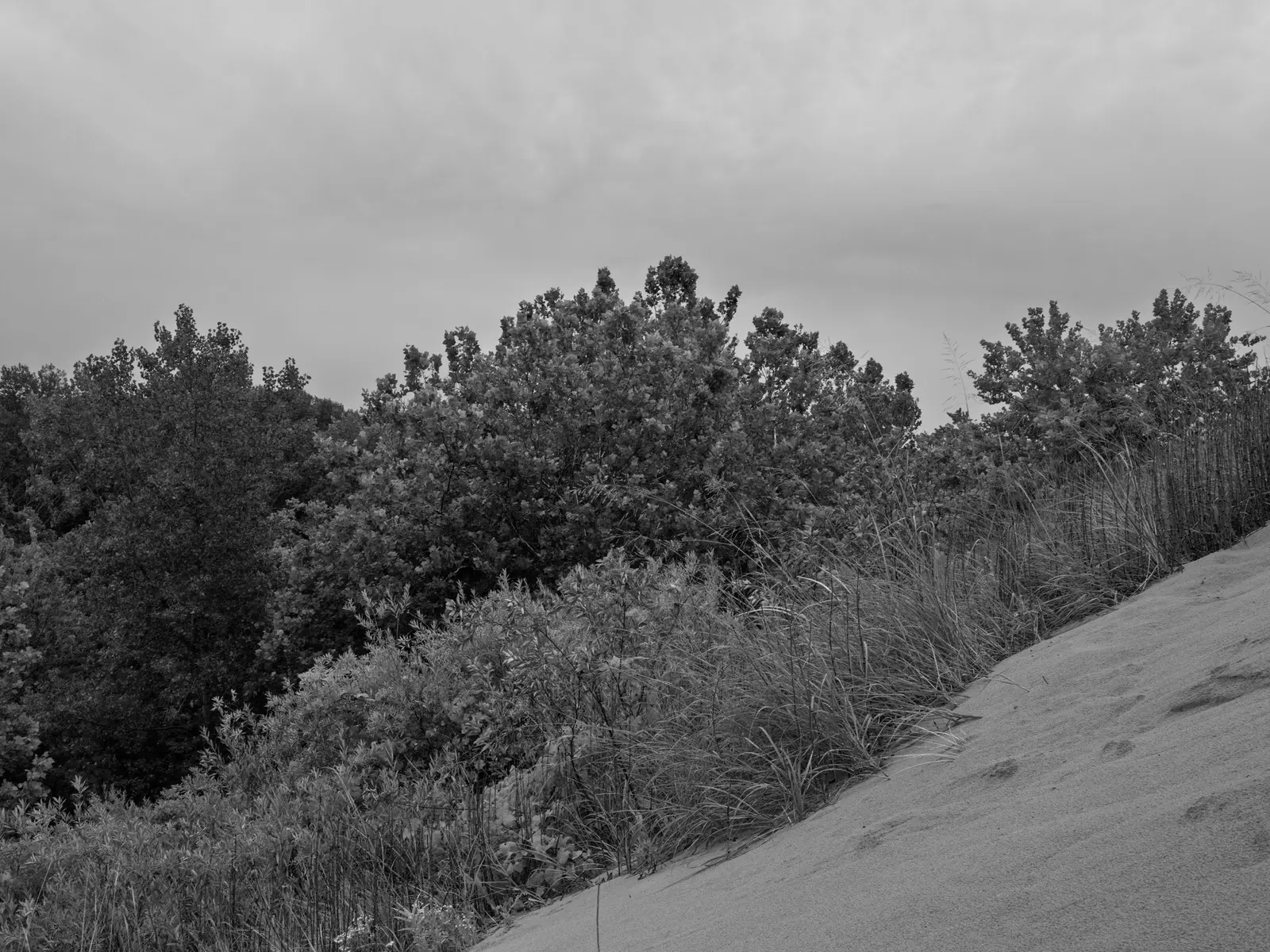 Public Lands Institute - Warren Dunes State Park -
