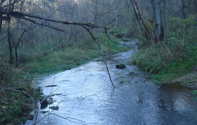 Branch overhanging the brook at Beaver Creek Valley State Park