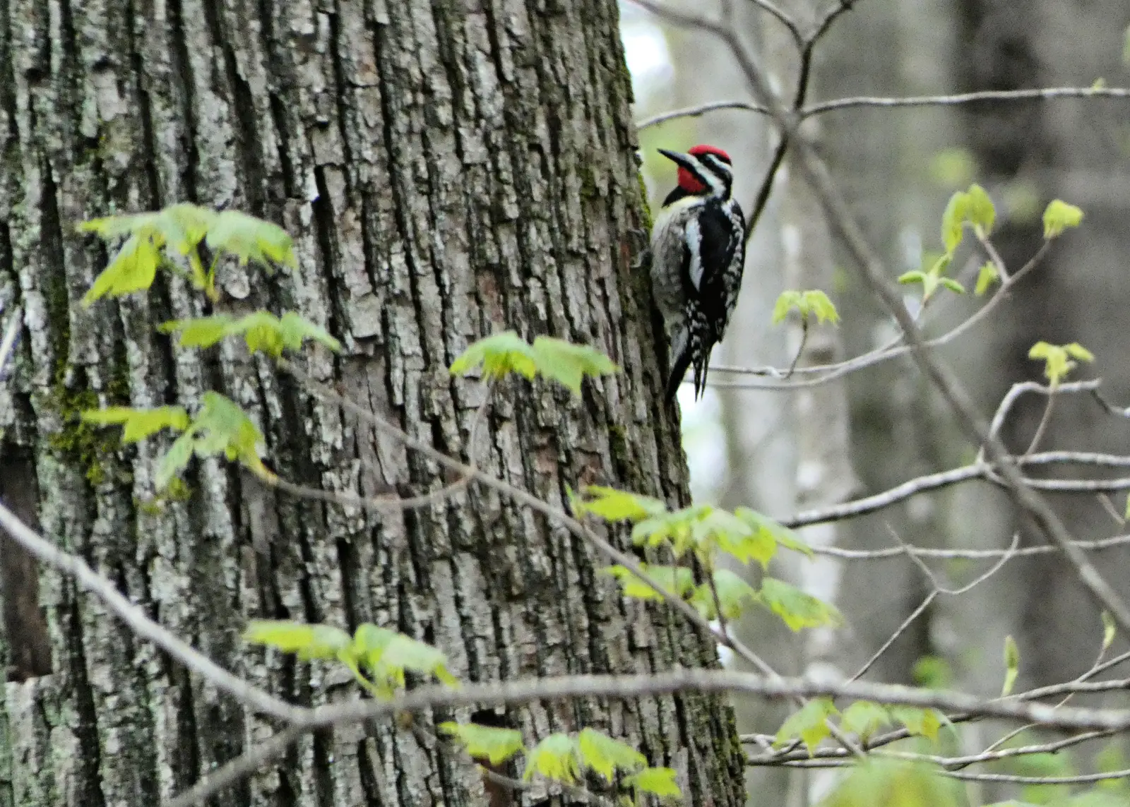 A yellow-bellied sapsucker photographed at Carley State Park near Plainview, Minnesota