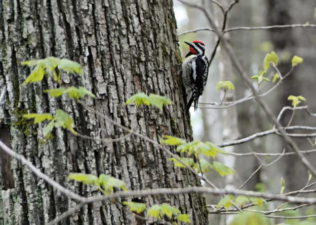 A yellow-bellied sapsucker photographed at Carley State Park near Plainview, Minnesota