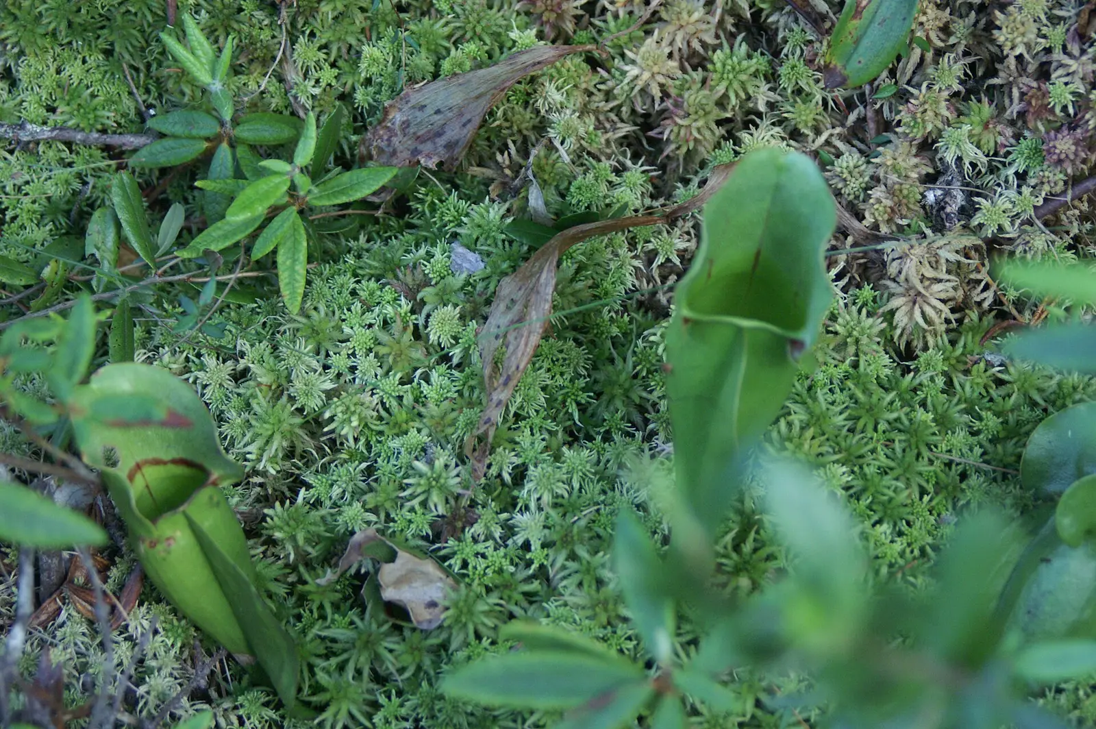 In a bog: Savanna Portage State Park Minnesota