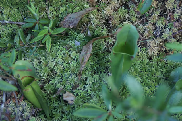 In a bog: Savanna Portage State Park Minnesota