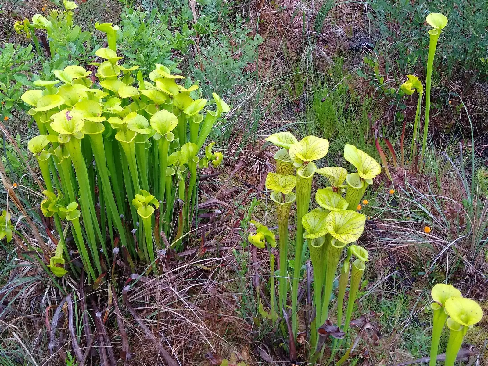 Yellow pitcher plants on the Flytrap Trail at Carolina Beach State Park
