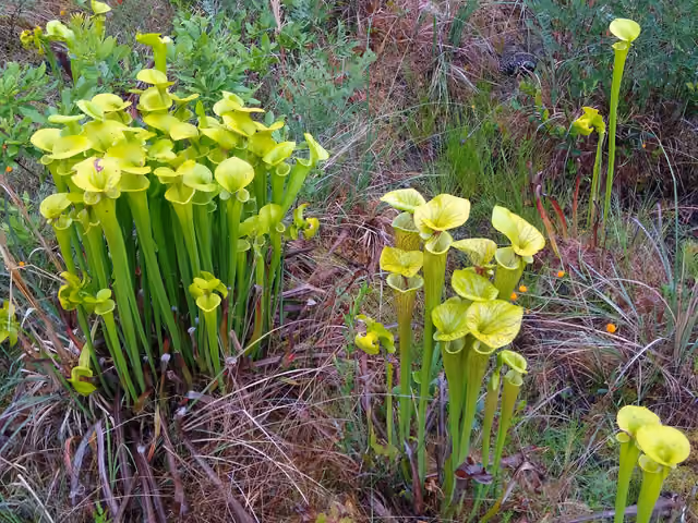 Yellow pitcher plants on the Flytrap Trail at Carolina Beach State Park