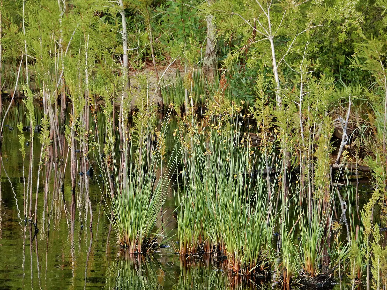 Jones Lake State Park