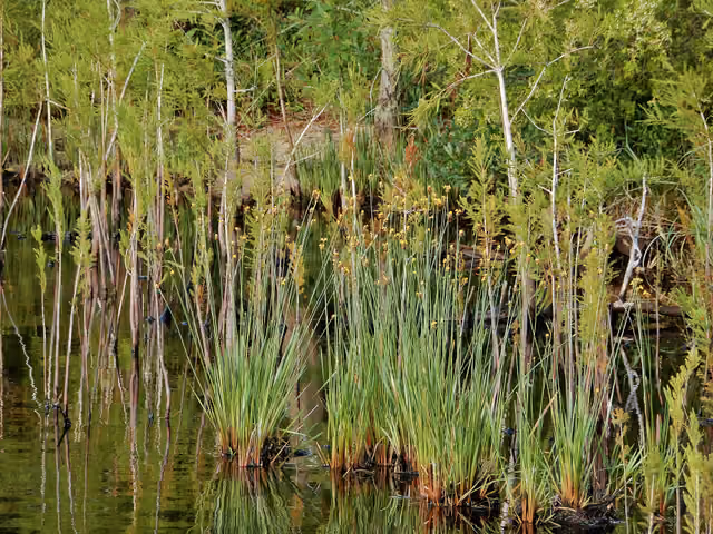 Jones Lake State Park