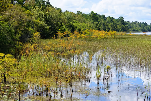 Lake Waccamaw State Park