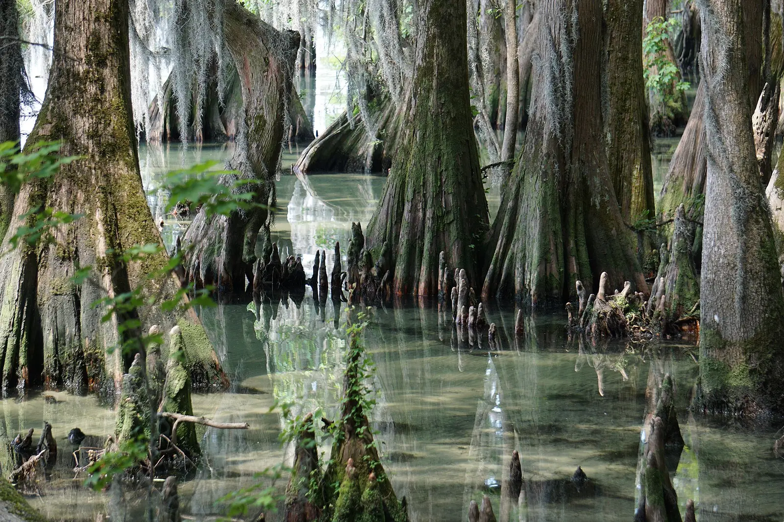 Pettigrew State Park
