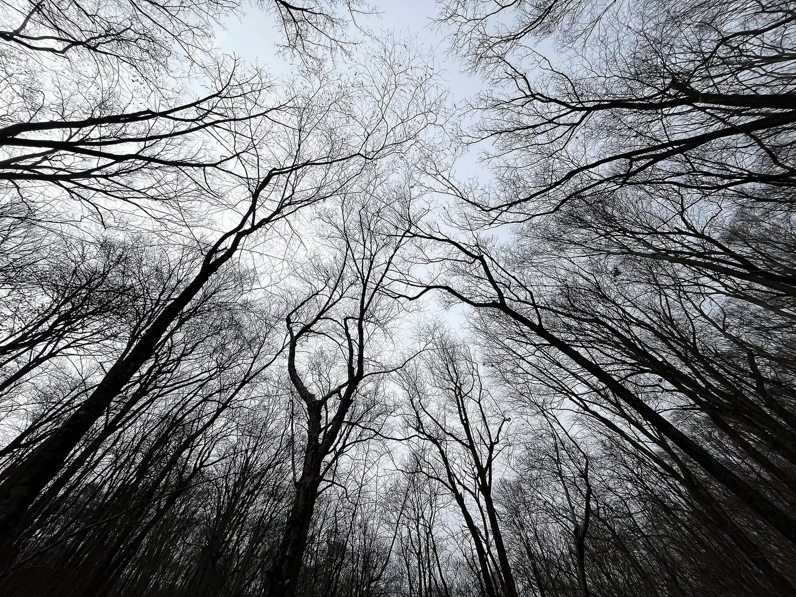 A photograph of the trees at the Riverside Trail in Hacklebarney State Park, captured on 4 December 2024, in Morris County, New Jersey