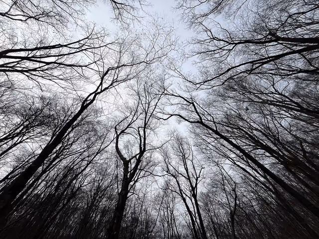 A photograph of the trees at the Riverside Trail in Hacklebarney State Park, captured on 4 December 2024, in Morris County, New Jersey