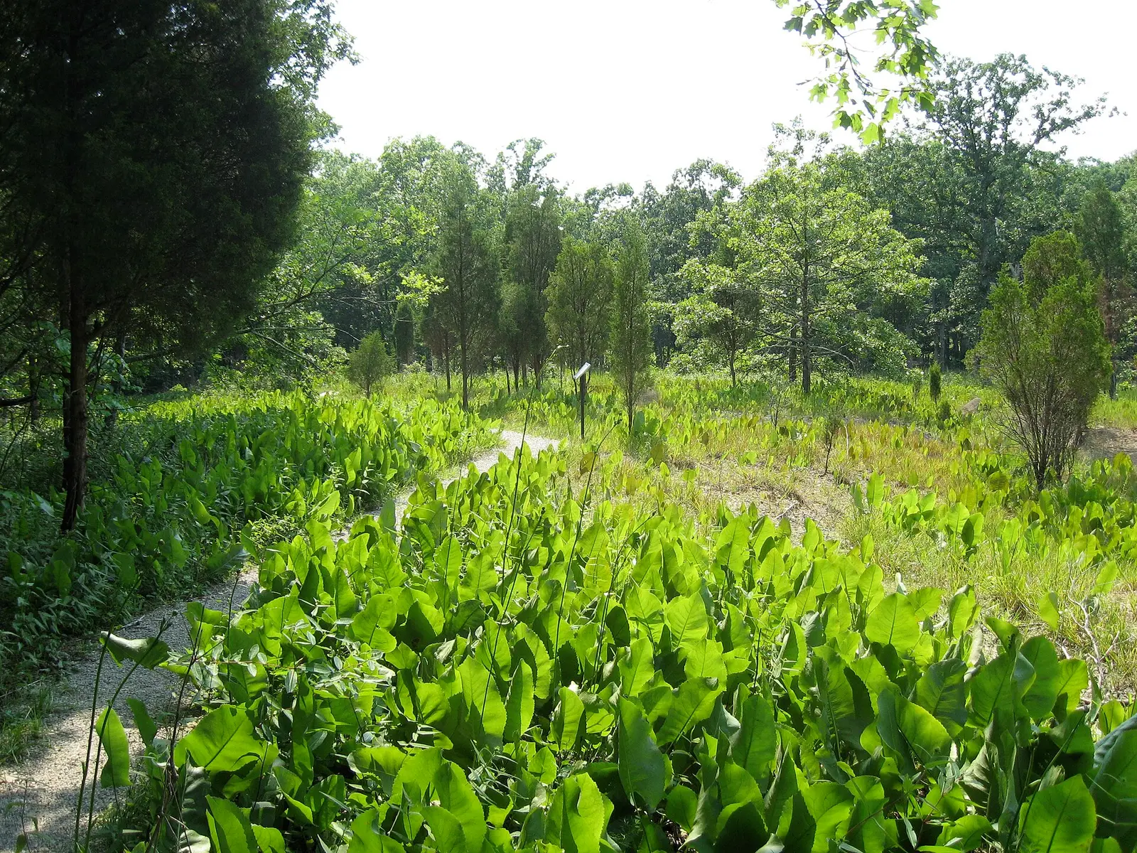 Trail at w:Adams Lake State Park , w:Adams County, Ohio