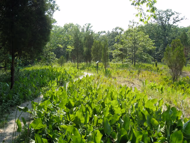 Trail at w:Adams Lake State Park , w:Adams County, Ohio