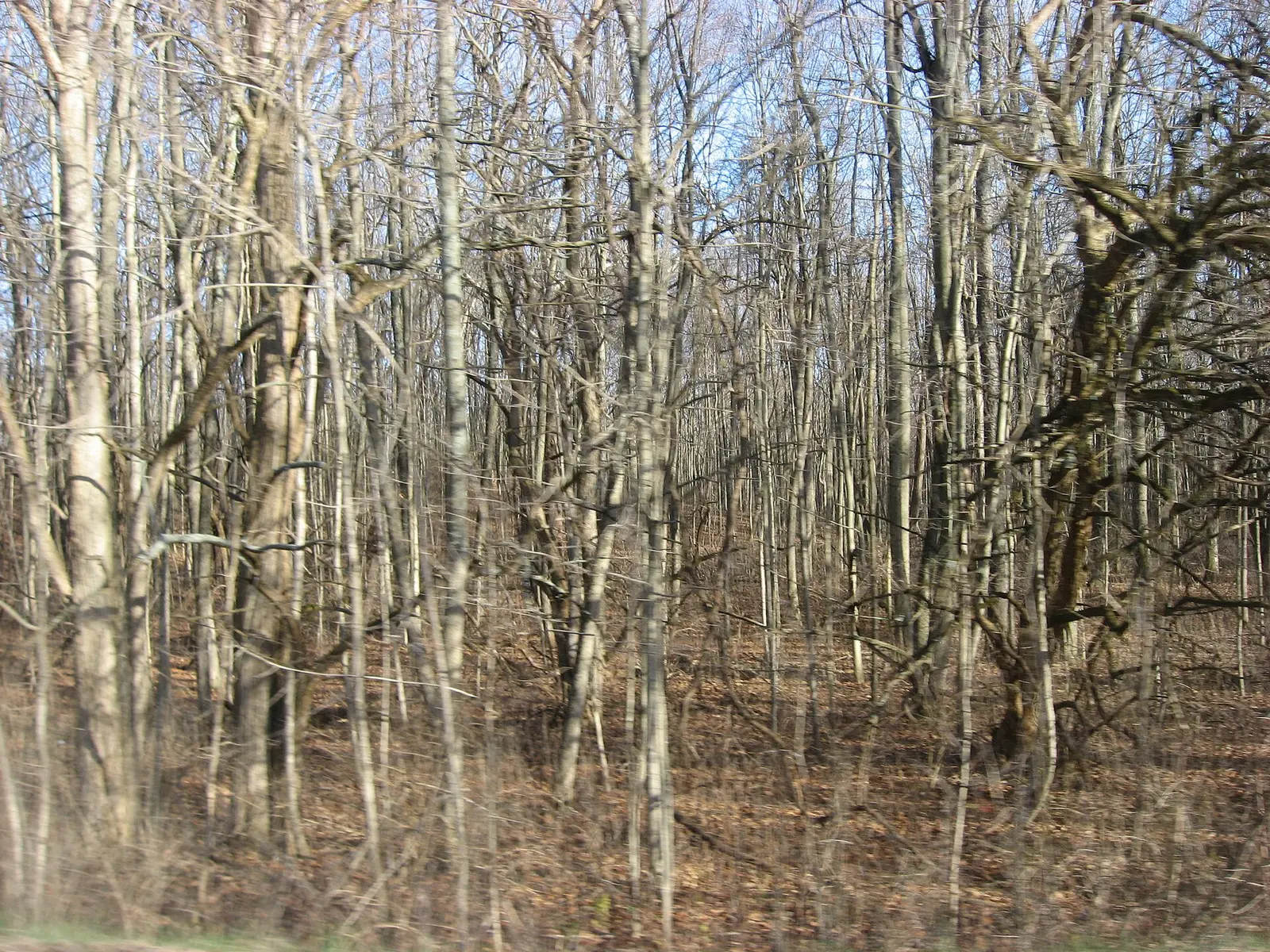 View westward from Seybold Road into woods at Sycamore State Park in Trotwood , Ohio , United States