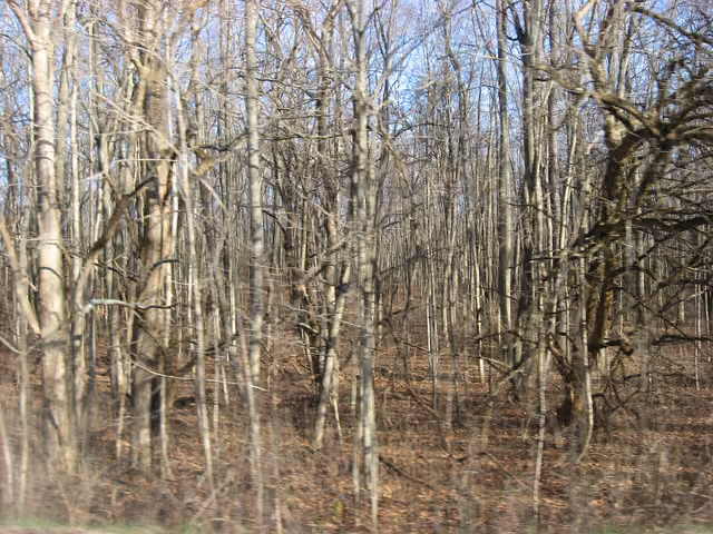 View westward from Seybold Road into woods at Sycamore State Park in Trotwood , Ohio , United States