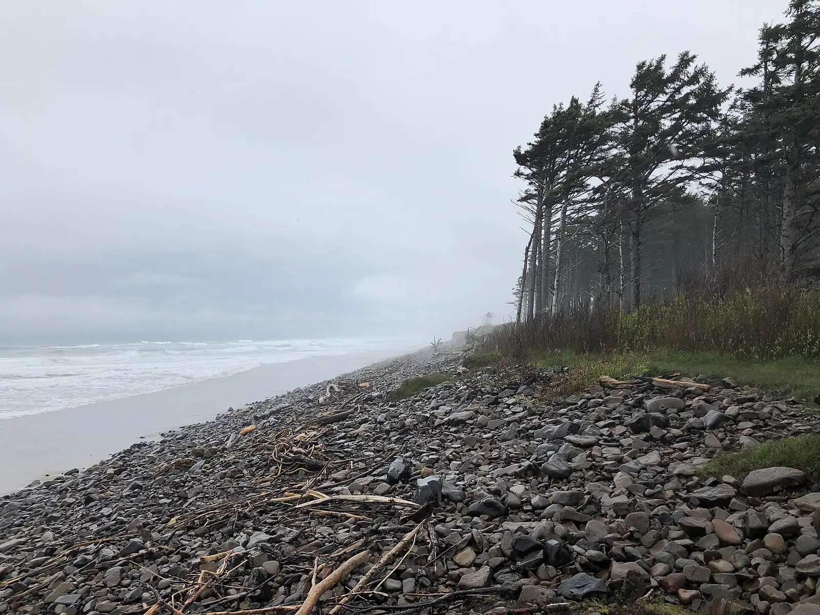 A cobble berm and wind-shaped trees in fog above the beach in Cape Lookout State Park, Oregon