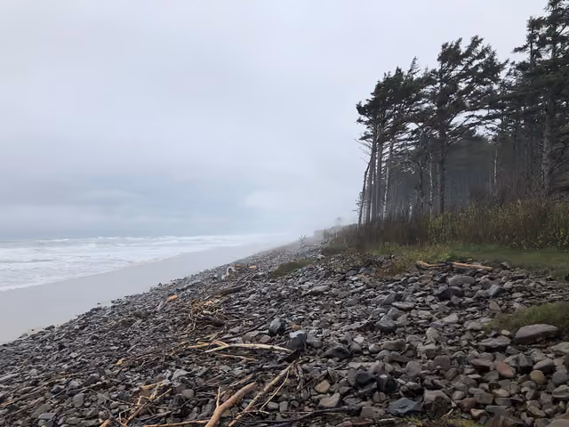 A cobble berm and wind-shaped trees in fog above the beach in Cape Lookout State Park, Oregon