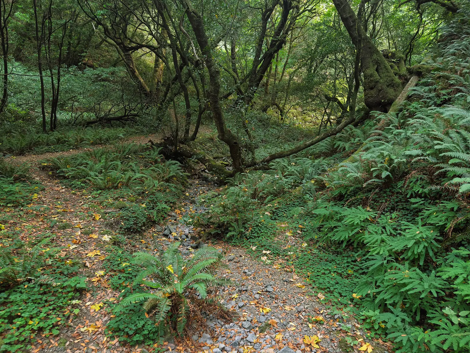 Humbug Mountain State Park, Oregon