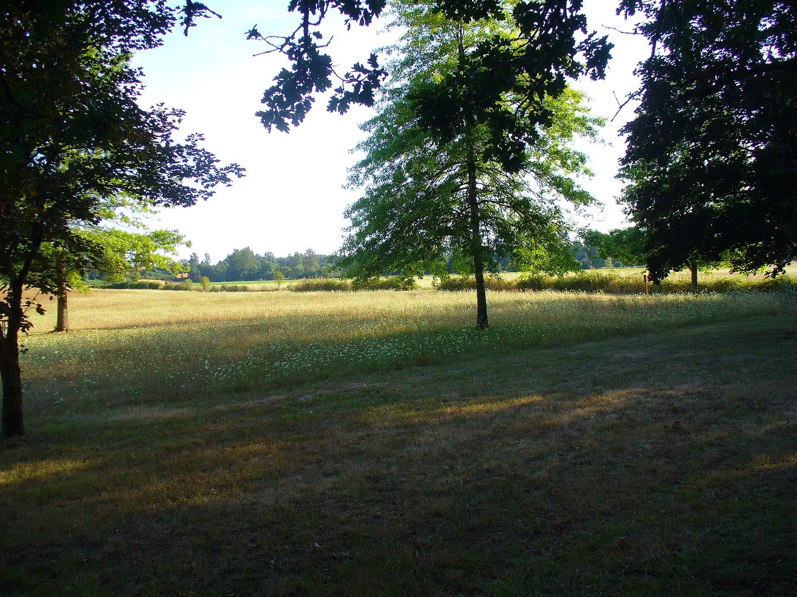 Grassy field looking southwest from walking trail at Molalla River State Park, Oregon