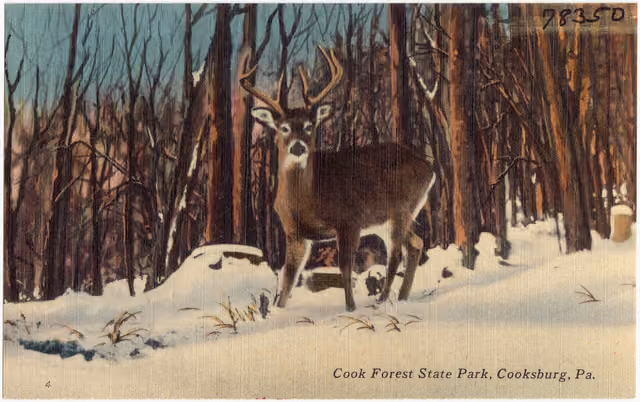 Cook Forest State Park, Cooksburg, Pa