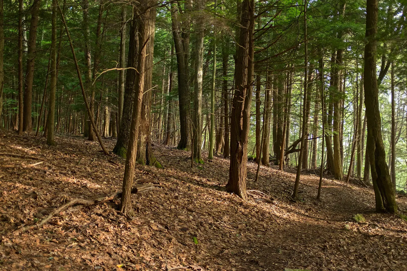 This is on the Hemlock trail, going towards the virgin forest (still over the hill) — Laurel Hill State Park