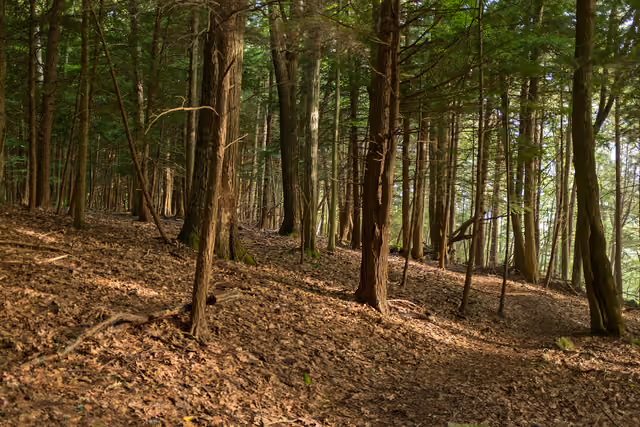 This is on the Hemlock trail, going towards the virgin forest (still over the hill) — Laurel Hill State Park