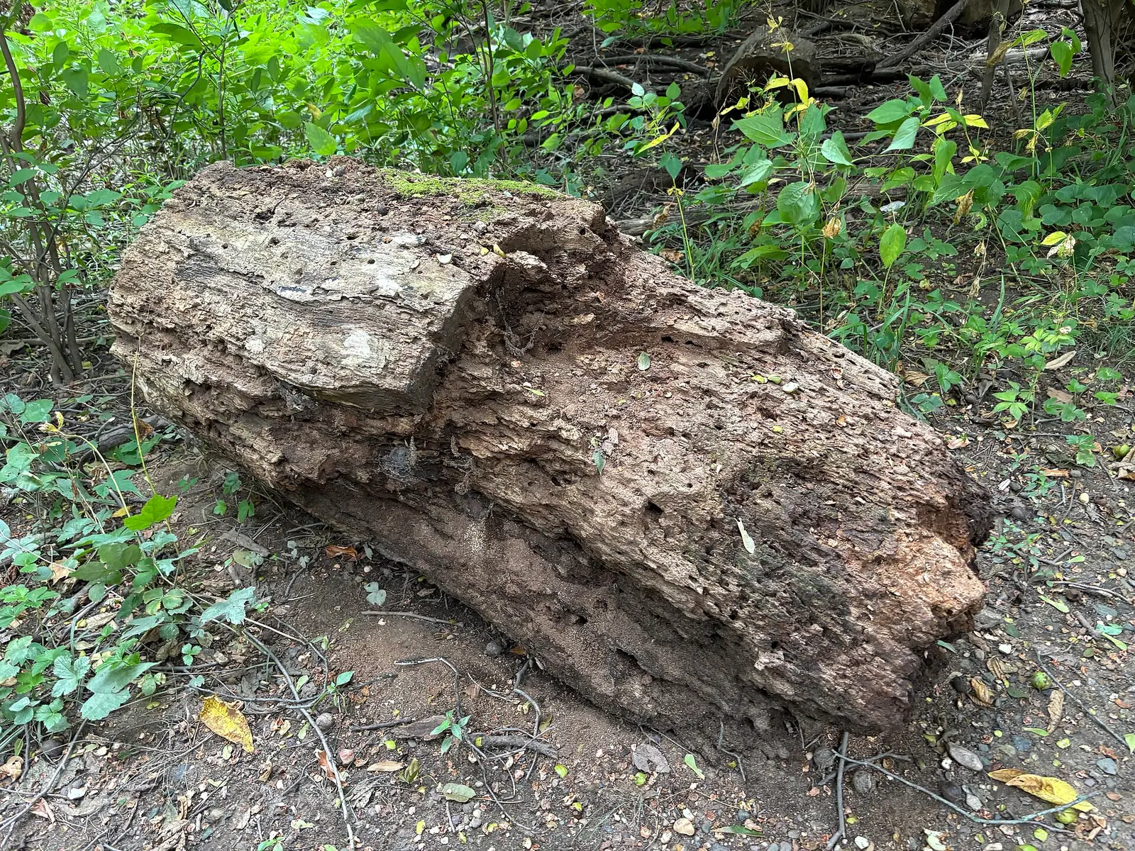 A log at Neshaminy State Park