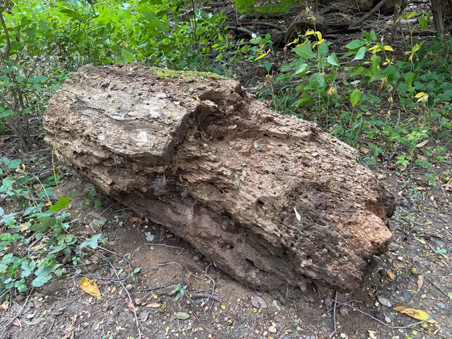 A log at Neshaminy State Park