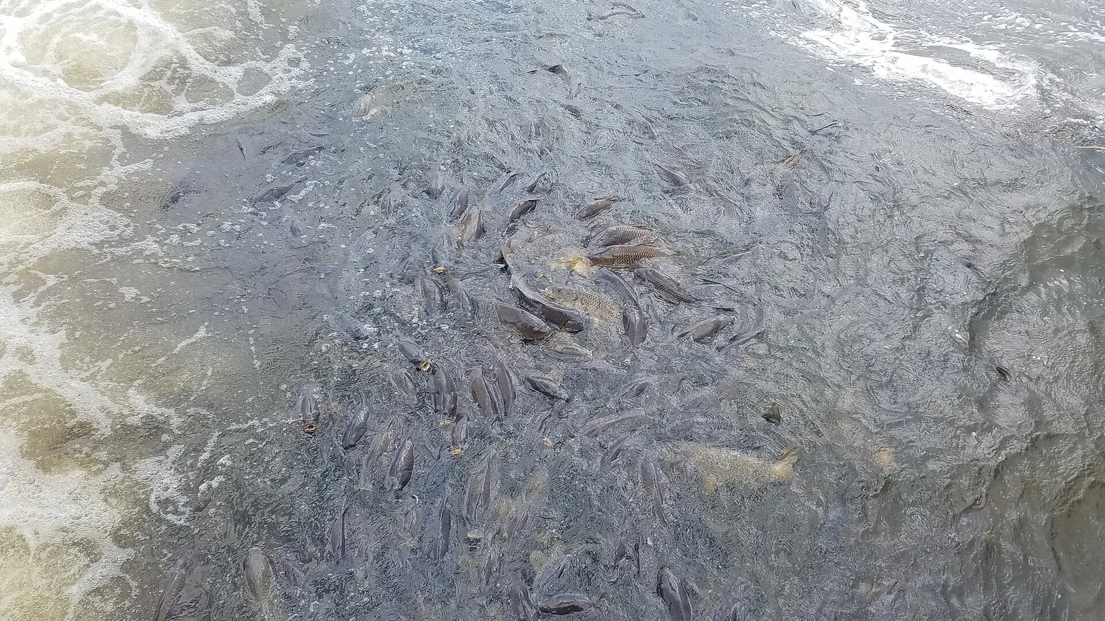 Pymatuningcarp