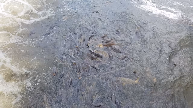 Pymatuningcarp