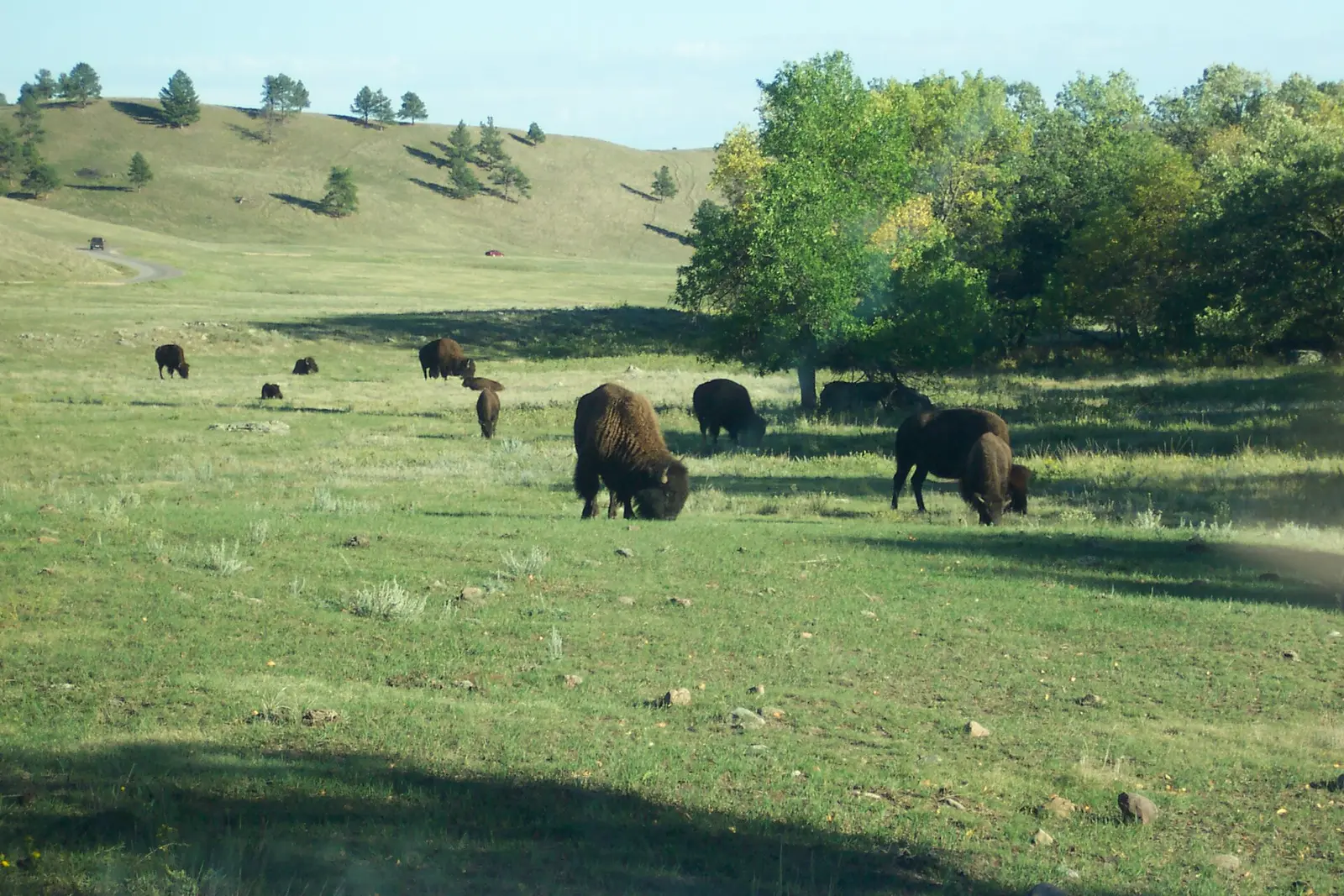 Peter Norbeck Scenic Byway - Buffalo at Custer State Park - NARA -