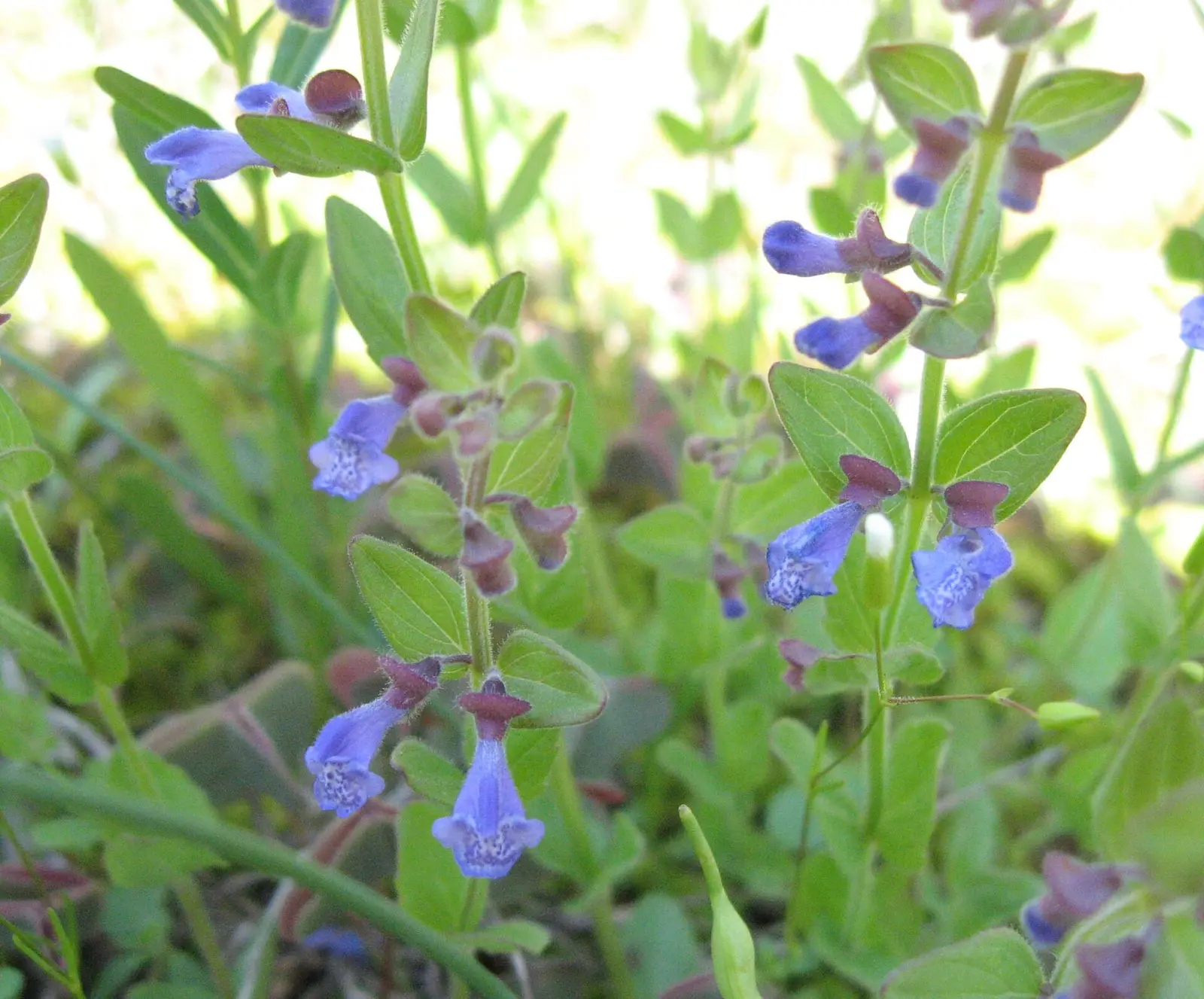 Scutellaria parvula in a cedar glade at Cedars of Lebanon State Park , Wilson County, Tennessee
